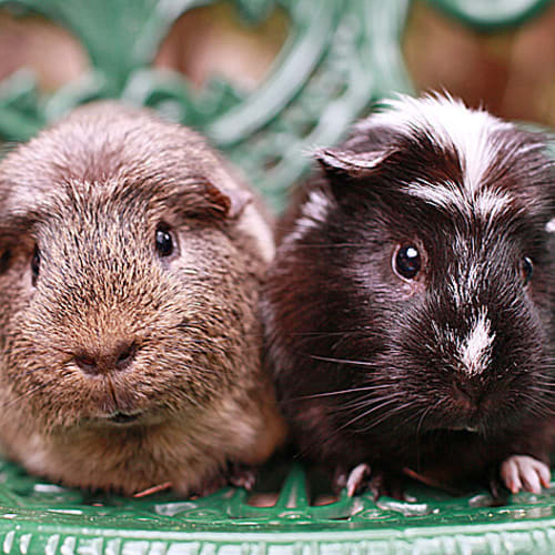 No photo for Jaffa And Tobias!