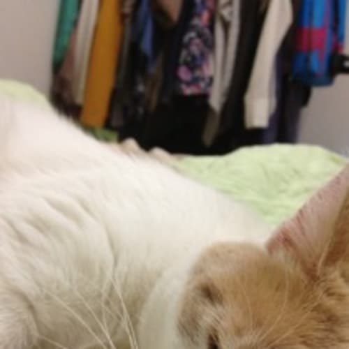No photo for Jaffa