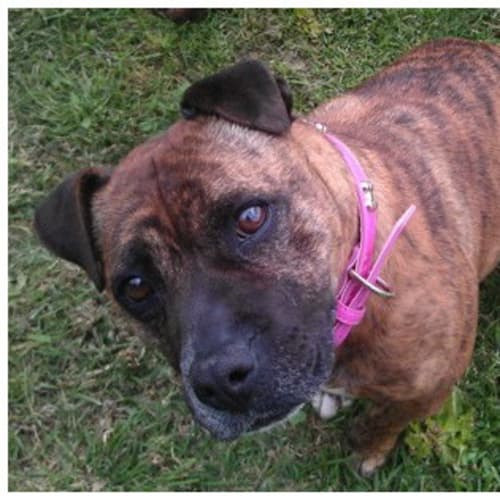 No photo for Tara **Adoption In Progress**
