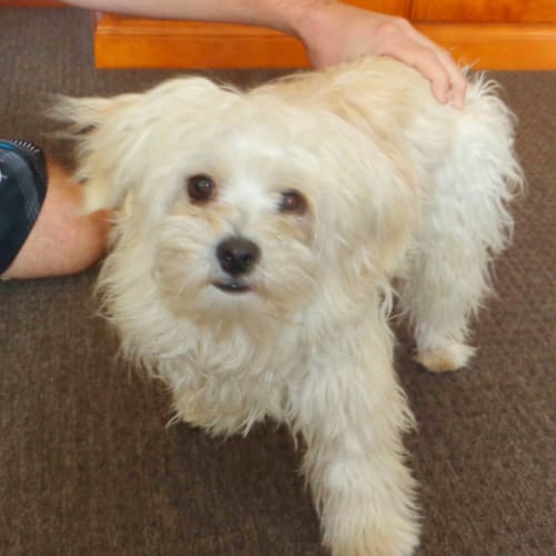 No photo for Cookie (On Trial 20/10/12)