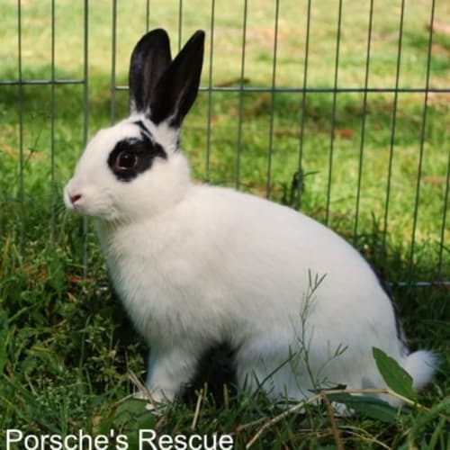 Jodie - Vaccinated and desexed