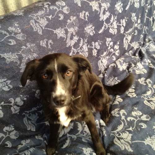 No photo for Sparky * On Trial In His New Home * 