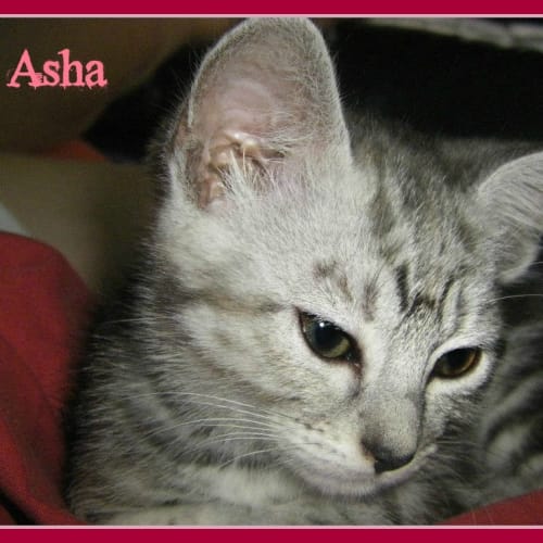 No photo for Asha