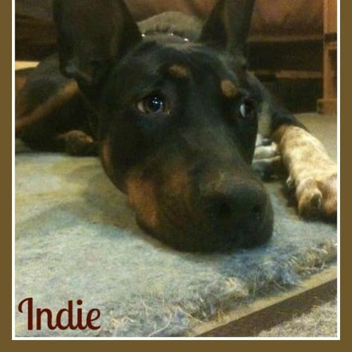 Indie