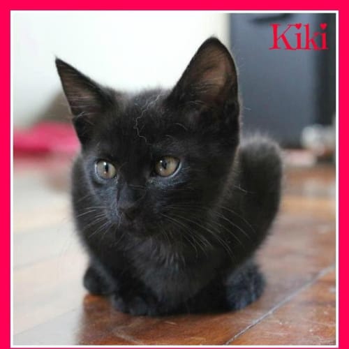 No photo for Kiki