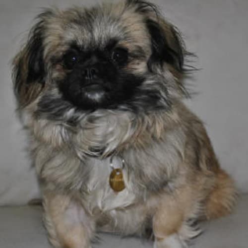 Tashi