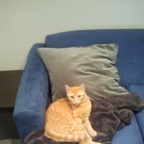 No photo for Ginger Jack