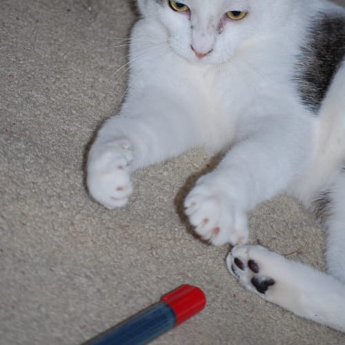 No photo for Captain Cuddles
