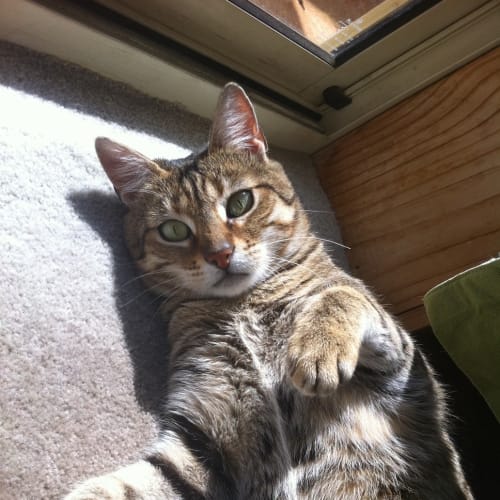 No photo for Kira **On Trial In My New Home**