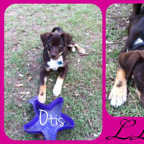 Otis