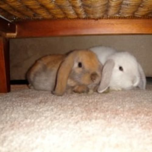 Teddy & Snowflake