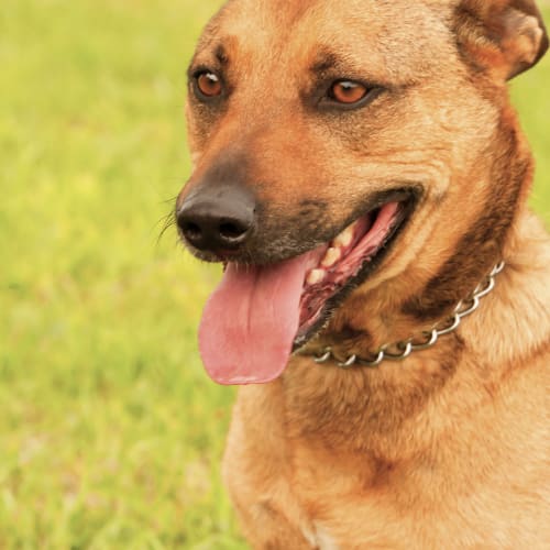 No photo for Tucker Id9236