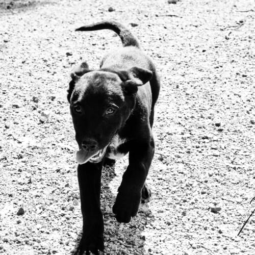 No photo for Shadow The Spunky Little Lab X Kelpie Pup