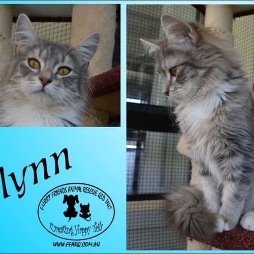 Flynn