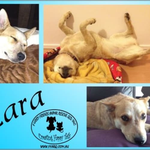 No photo for Zara (Sahara)