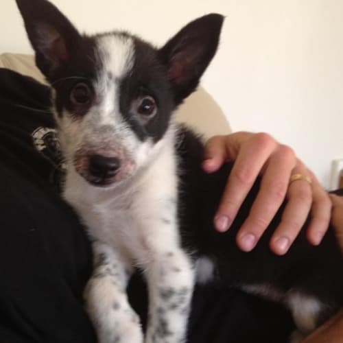 No photo for Timmy (Adoption Pending)
