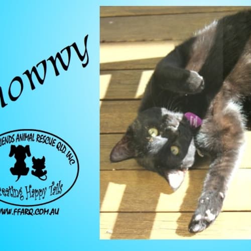 No photo for Snowwy