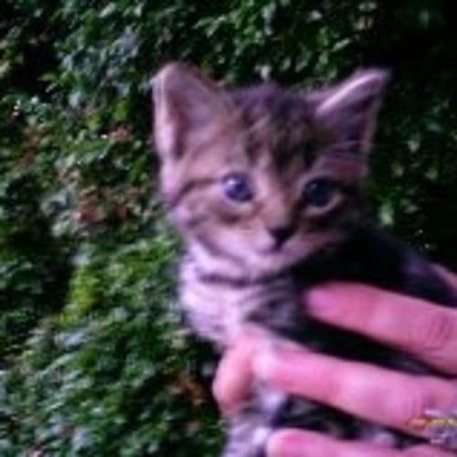 No photo for Bandit (Fluffy,Tabby, 8 Week Old)