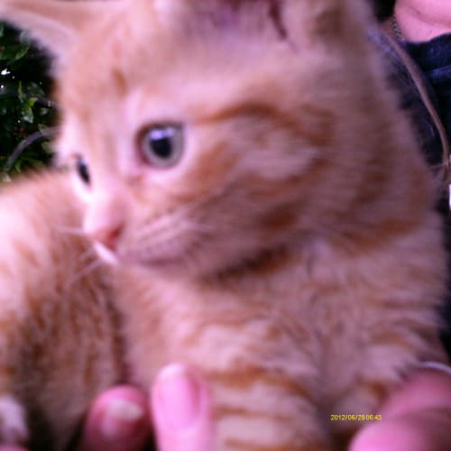 No photo for Meg (Rare, Female, Fluffy, Ginger,Girl, 8 Weeks)