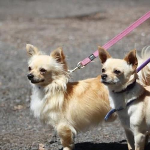 Banana**On Adoption Trial**