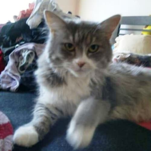 No photo for Misty   Adoption Pending