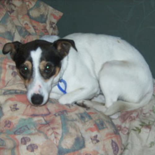 Zeppy (On Trial 14/11/12)