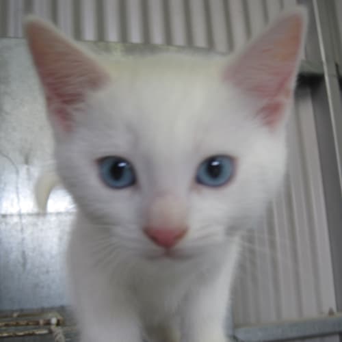 White male kitten