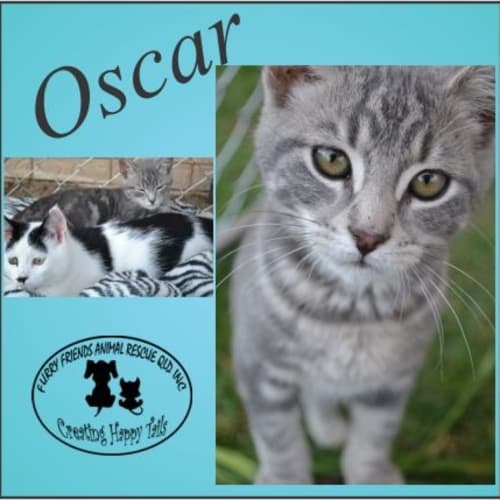 No photo for Oscar
