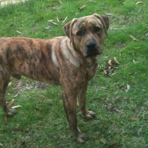 No photo for Buddy   Short Term Foster Care