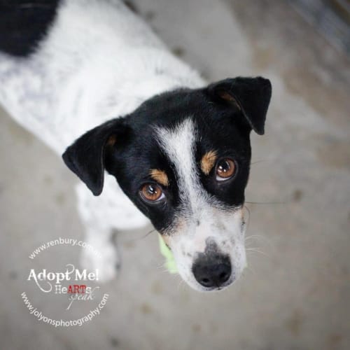 No photo for Wukey (Adoption Pending)