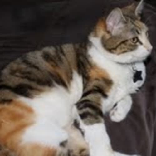 No photo for Daisy