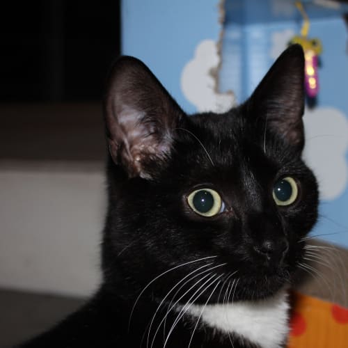No photo for Jasper