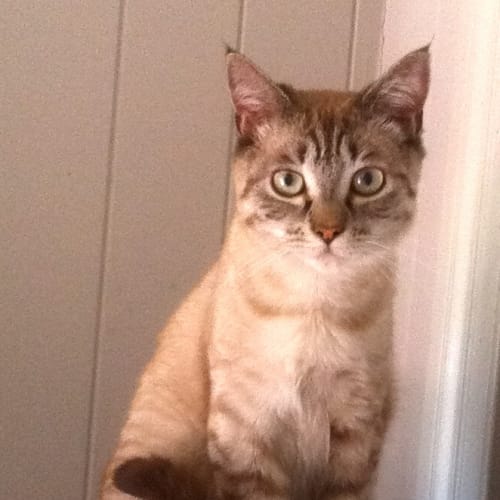 No photo for Leila