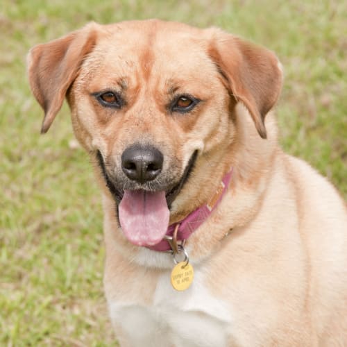 No photo for Narla Id9351
