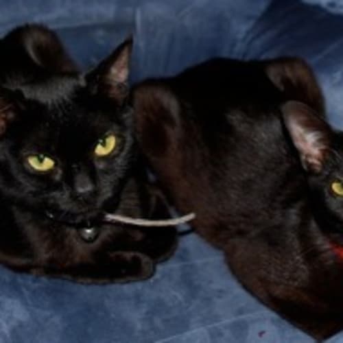 No photo for Lilly & April (Dual Adoption)