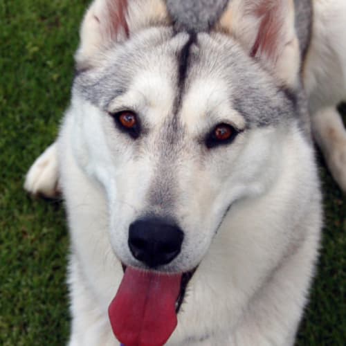 No photo for **On Trial** Kiva