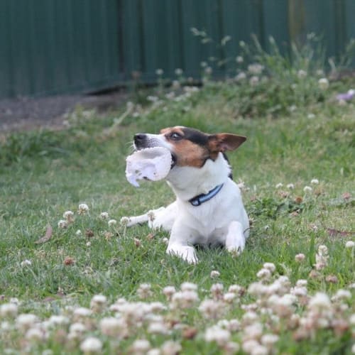 No photo for Tansy