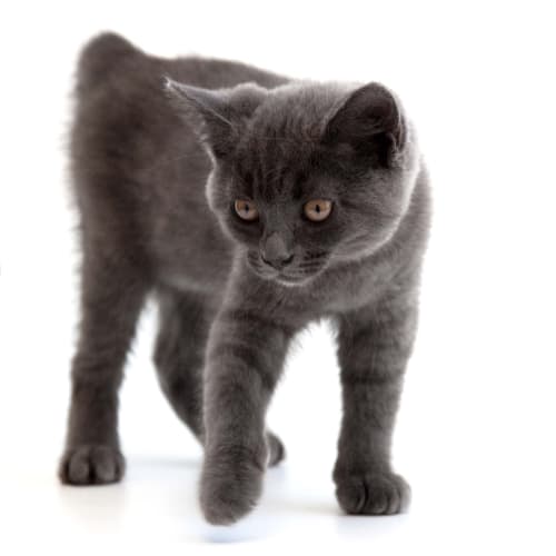 No photo for Smokey