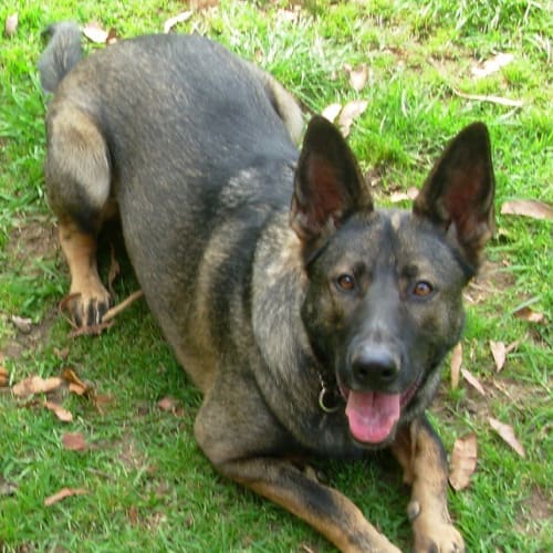 No photo for Shadow Found Her Forever Home 1.11.2012