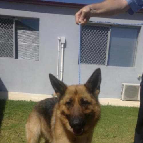 No photo for Lovely Girl Foster Or Adopt