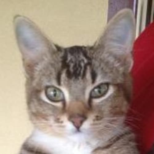 No photo for Tinker