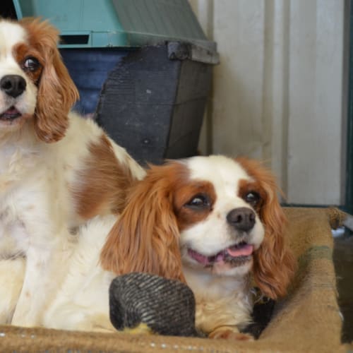 No photo for Mandy And Tilly *On Trial In Our New Home*