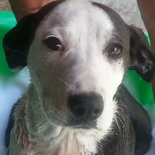 Alley (On Hold pending adoption by foster carer)