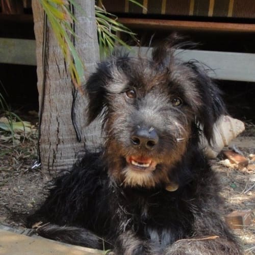No photo for Teddy (D2251)