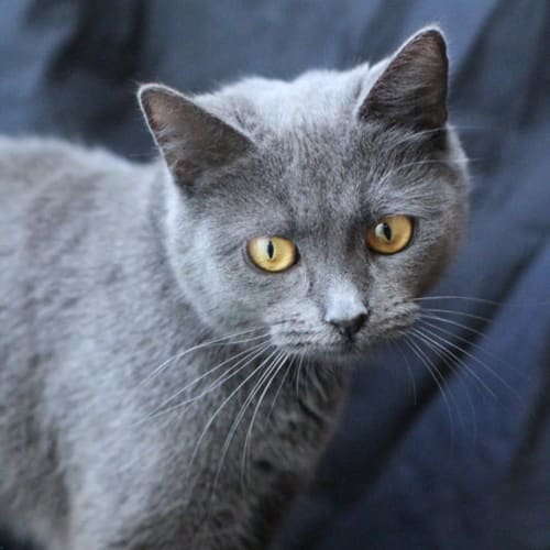 No photo for Pound Cats | Safiya