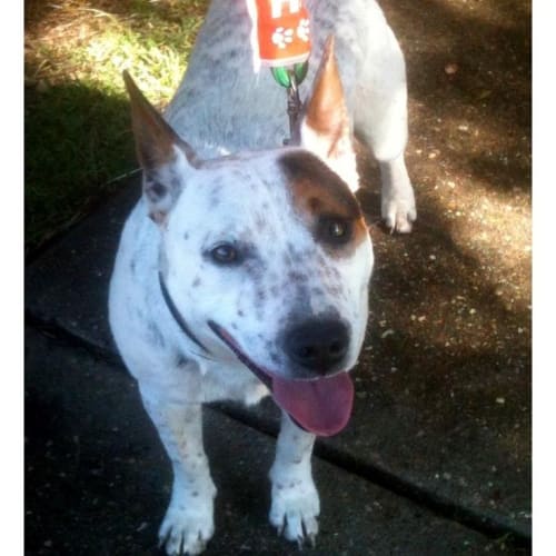 No photo for Carly Adoption Pending