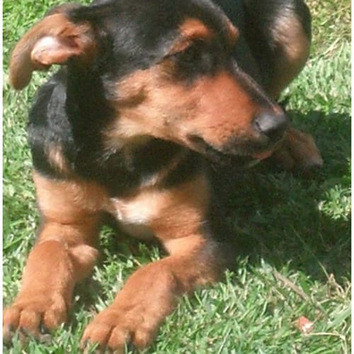 No photo for Tommy **Adoption In Progress**