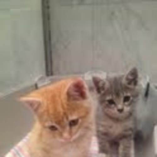 No photo for Smokey And Bandit