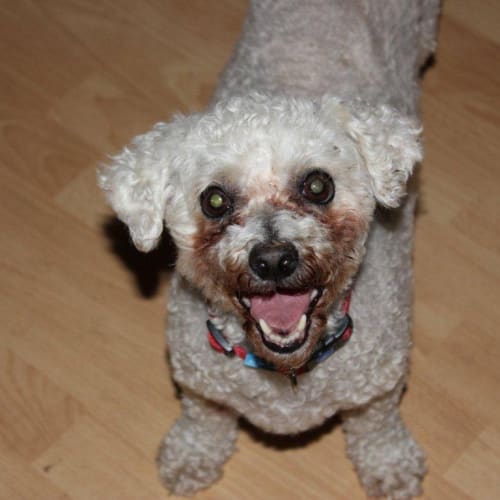 No photo for Casper     Bichon Frise