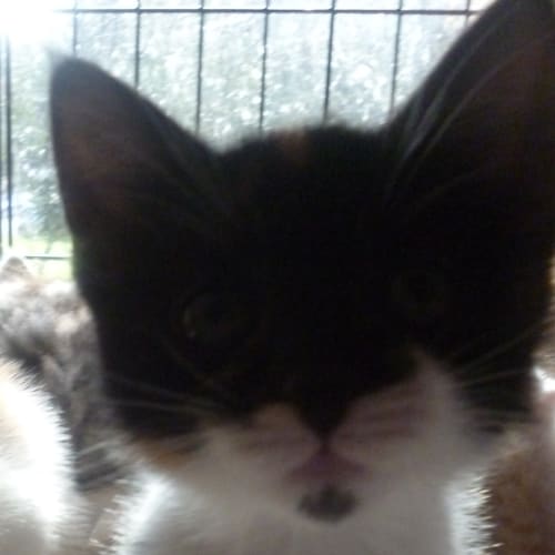 No photo for Female Kittens